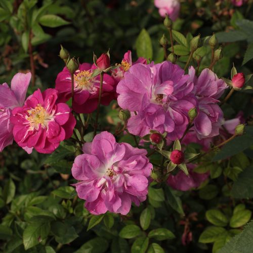 Világos vagy sötét rózsaszín fehér középpel - virágágyi polianta rózsa